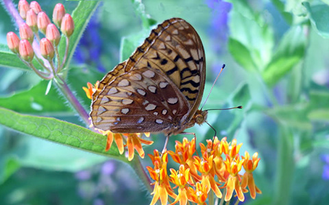 Fritillary Butterfly