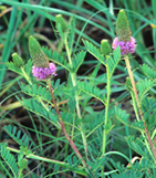 Leafy prairie-clover
