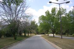 Ash trees