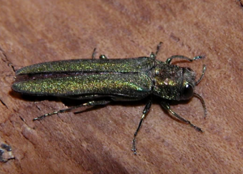 EAB