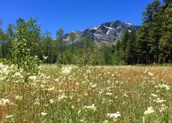 Mt. Tallac Spring Meadow
