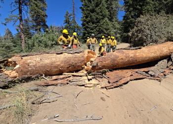 Saipan crew overseeing removal of large fallen tree
