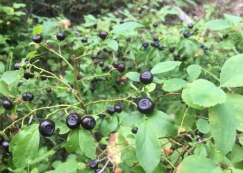 Huckleberries on bush