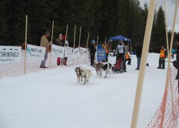 Sled dogs racing in snow