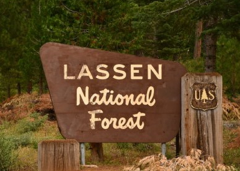 Art image of Lassen National Forest, Forest Service sign. Brown wood and beige lettering. Sign outside in forest surrounded by green trees and shrubs. 