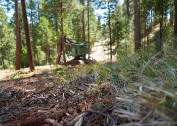Machinery on the side of a forest road. 
