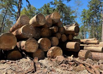 timber logging deck